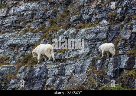 Bergziege, Oreamnos americanus, Nanny und Kid im September auf hohen Felsvorsprüngen entlang des Lake Oesa Trail im Yoho National Park, British Columbia, Kanada Stockfoto