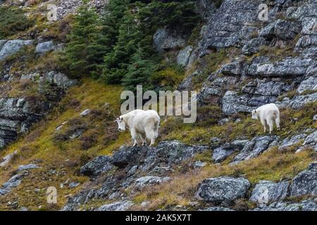 Bergziege, Oreamnos americanus, Nanny und Kid im September auf hohen Felsvorsprüngen entlang des Lake Oesa Trail im Yoho National Park, British Columbia, Kanada Stockfoto