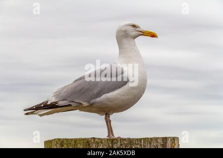 Seitliche Aufnahme eines ruhenden Möwe auf hölzerne Stange Stockfoto