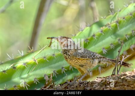 Ein Kaktus Wren in Arizona mit einem frisch gefangenen Wurm, daher der Spruch, der frühe Vogel fängt den Wurm. Stockfoto