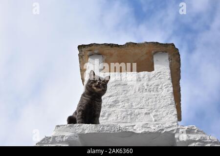Dunkle Katze am weißen Kamin - Steindach eines Trulli - ein Symbol der Stadt Alberobello, Italien Stockfoto