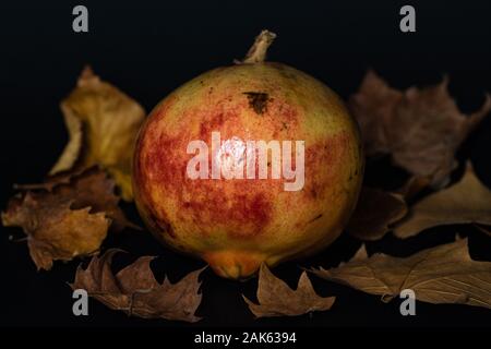 Granatapfel fotografiert auf einem dunklen Hintergrund mit in der Nähe von trockenen Blätter im Herbst, es ist eine Frucht reich an Vitaminen, der Saft ist auch ein Abschrecken trinken. Stockfoto