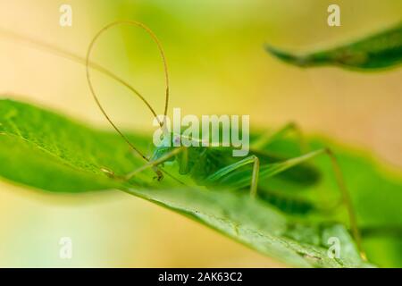 Südliche Eiche bush Cricket (Meconema meridionale) auf Blatt, männlich, Bayern, Deutschland Stockfoto