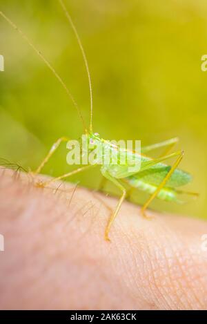 Südliche Eiche bush Cricket (Meconema meridionale) auf einer Hand, männlich, Bayern, Deutschland Stockfoto