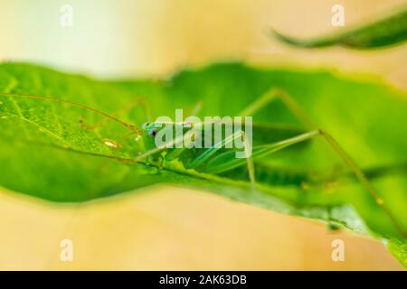 Südliche Eiche bush Cricket (Meconema meridionale) auf Blatt, männlich, Bayern, Deutschland Stockfoto