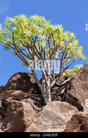 Drachenbaum (Dracaena Draco) zwischen Felsen, La Gomera, Spanien Stockfoto