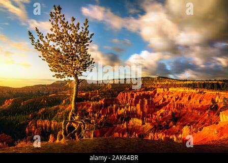 Einzelnen Baum und das Amphitheater in der Bryce Canyon, Utah Stockfoto