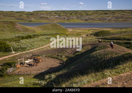 Saskatchewan: Kyle, 'La Reata Ranch' bin Saskatoon River, Ausritt durch die weite Graslandschaft, Kanada Westen | Verwendung weltweit Stockfoto