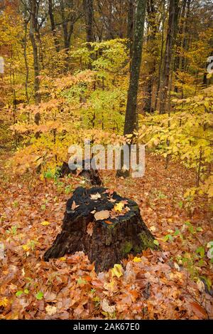 Zwei Baumstümpfe sitzen in einem Blatt bedeckt Wald in Central Indiana im Herbst. Stockfoto
