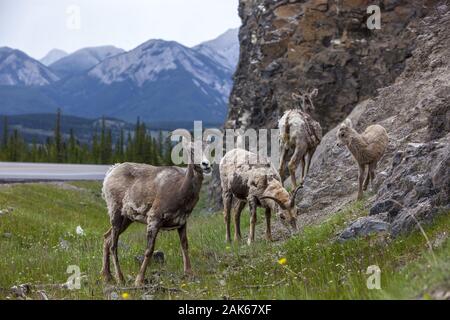 Alberta: Jasper Nationalpark, Bighorn Schafe am Yellowhead Highway | Verwendung weltweit Stockfoto