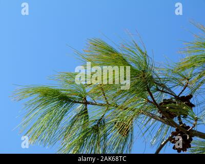 Helle gelb grün lange weiße Tannennadeln auf braunen Zweig mit trockenen braun Tannenzapfen unter blauem Himmel. Abstrakte Sicht. Frische und draußen Konzept. Stockfoto