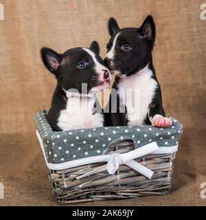 Zwei kleine Babys Basenji Welpen Hunde sind küssen Stockfoto