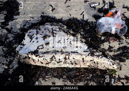 Überreste eines großen Fisches ( Blubber ) am Ufer in Malta Stockfoto