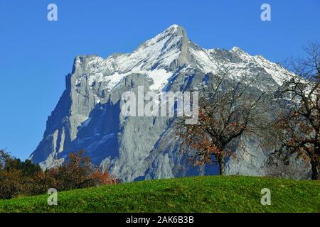 Kanton Bern: Blick von Grindelwald auf das Wetterhorn in den Berner Alpen, Schweiz | Verwendung weltweit Stockfoto