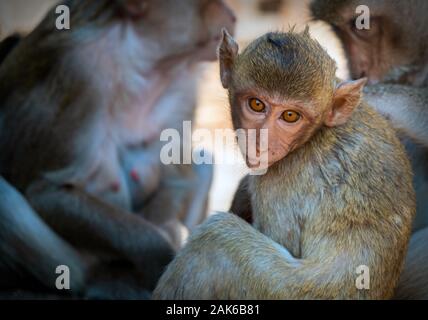 Junge Affen mit Mama im Tempel suchen Kamera portrait Stockfoto