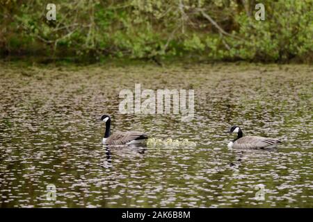 Branta canadensis, Kanada Gänse mit jungen Gänschen, Wales, Großbritannien Stockfoto