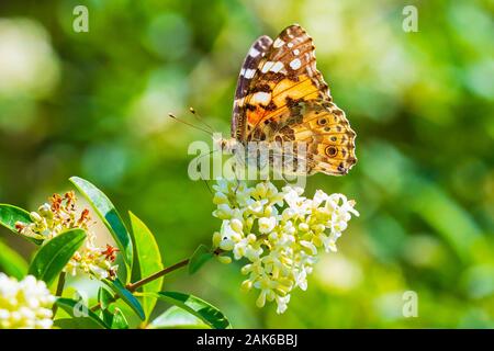 Painted Lady butterfly (Vanessa cardu) Ernährung Nektar auf weißen Blüten in einem Wald Stockfoto