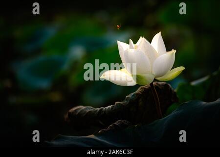 White Lotus Blume und Flying Bee auf einem dunklen Hintergrund Stockfoto