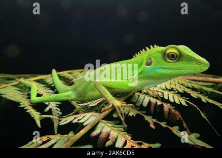 Grün Crested Eidechse, Bronchocela cristatella Stockfoto