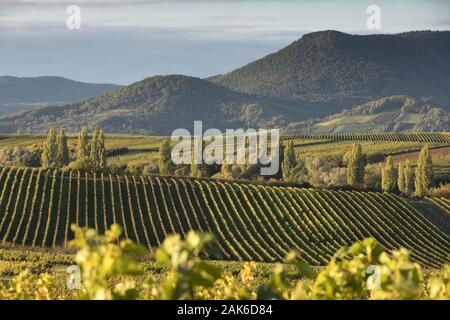 Naturschutzgebiet Kleine Kalmit: Blick von der Kleinen Kalmit Ilbesheim bei ueber die Weinberge Richtung Pfälzer Wald, Pfalz | Verwendung weltweit Stockfoto