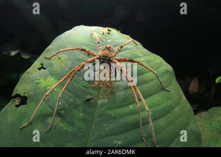 Große Spinne Fütterung auf kleinere Spinne Stockfoto