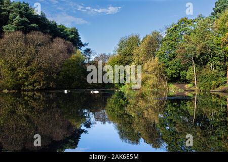 Zwei stumme Schwäne (Cygnus olor) und andere Vögel auf dem Eliburn Reservoir, Livingston Stockfoto