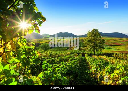 Naturpark Pfaelzerwald: Blick von der Kleinen Kalmit Ilbesheim bei ueber die Weinberge Richtung Pfälzer Wald, Pfalz | Verwendung weltweit Stockfoto