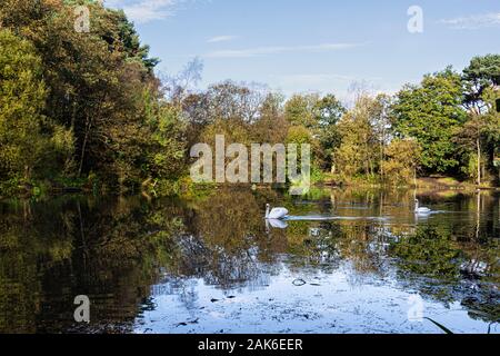 Zwei Höckerschwäne (Cygnus olor) Schwimmen auf Eliburn Reservoir, Livingston Stockfoto