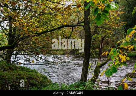 Bäume im Herbst am Ufer des Flusses Mandel auf Livingston, Schottland Stockfoto