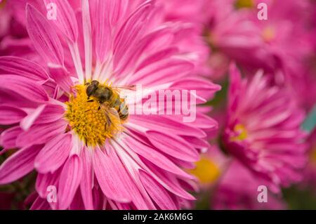 In der Nähe von schönen rosa Chrysanthemen Kopf mit kleinen Biene in einem Garten. Stockfoto