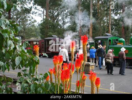 Puffing Billy - Australiens einzigartige Steam Railway, die durch die schönen Wälder und Landschaften fließt Stockfoto