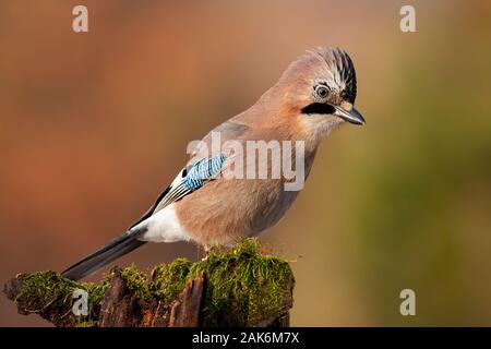 Jay saß oben auf der alten Baumstamm mit Moos bei Sonnenuntergang. Stockfoto
