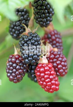 Brombeeren auf der Bush im Garten Stockfoto