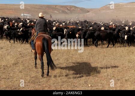 WY 04136-00 ... WYOMING - Cowboys zu einem Vieh Runden auf dem Willow Creek Ranch. Stockfoto