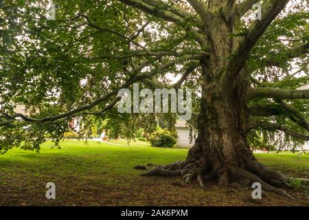 Große Eiche bietet Schatten in Rhode Island. Stockfoto