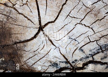 Gesägt Baumstamm mit Risse an Abernethy Wald in Schottland. Stockfoto