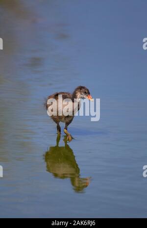 Sumpfhuhn, Gallinula chloropus, einzelne Kinder im Pool mit Reflexion im Wasser. Skomer Island, Pembrokeshire, Wales, UK. Stockfoto