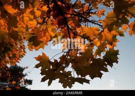 Blick in den Himmel durch Kamaopie von Ahornblättern im Herbst Stockfoto