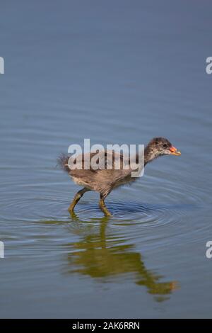 Sumpfhuhn, Gallinula chloropus, einzelne Jugendliche wandern in Pool mit Reflexion im Wasser. Skomer Island, Pembrokeshire, Wales, UK. Stockfoto