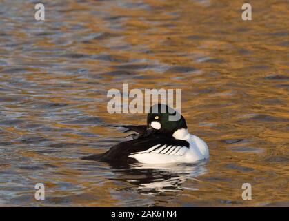 Schellente, Bucephala clangula, einzigen männlichen Erwachsenen putzen auf dem Wasser. Slimbridge WWT, Gloucestershire, UK. Stockfoto