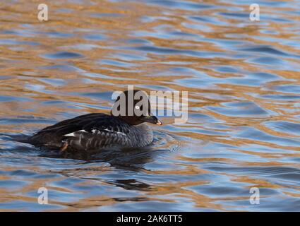 Schellente, Bucephala clangula, alleinstehenden Frauen schwimmen. Slimbridge WWT, Gloucestershire, UK. Stockfoto