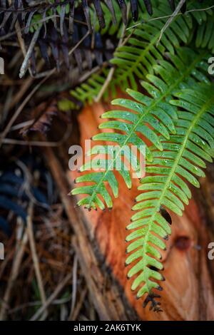 Harte Farnwedel an Abernethy Wald im Cairngorms Nationalpark von Schottland. Stockfoto