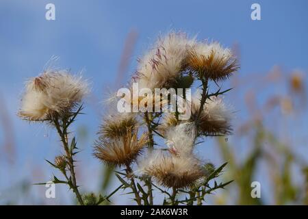 Nahaufnahme von verwelktem Distel gegen den Himmel Stockfoto