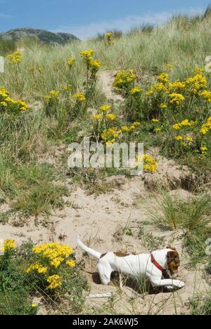 Jack Russell Terrier hunde Graben a Rabbit Hole Sanddünen Barmouth Gwynedd, Großbritannien 2008. Badeort an der Westküste von North Wales. Fairbourne. HOMER SYKES Stockfoto