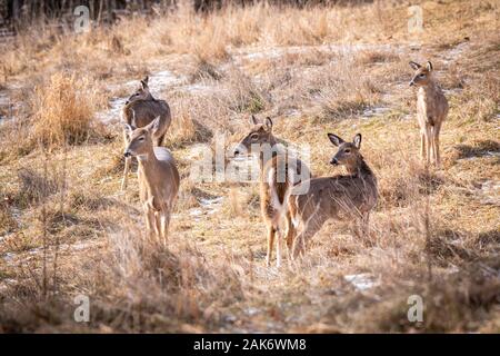 Eine Herde von fünf, während-tailed antlerless Rotwild (Odocoileus virginianus) stehen auf einer Wiese im Winter Alert für etwas näher. Stockfoto