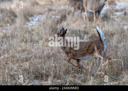 Eine weibliche während-der-tailed deer (Odocoileus virginianus) durch eine Wiese im Winter läuft. Stockfoto