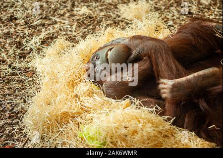Portrait einer weiblichen Orang-utan (Pongo pygmaeus) liegen auf einem Haufen Stroh Stockfoto