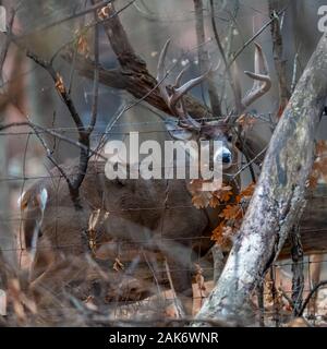 Ein weißwedelhirsche (Odocoileus virginianus) Buck mit großen Geweih hinter einem Zaun und Bäume mit orange Eichenlaub. Stockfoto
