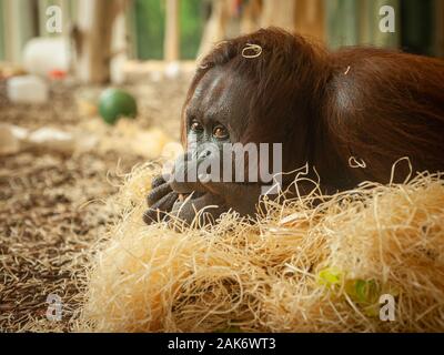 Portrait einer weiblichen Orang-utan (Pongo pygmaeus) liegen auf einem Haufen Stroh Stockfoto