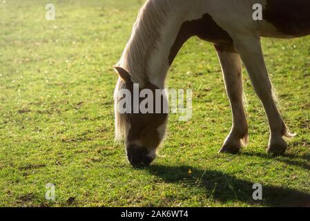 Braune und weiße Pferde grasen auf der grünen Weide im Morgenlicht, an einem sonnigen Tag im Sommer. Pinto Pferd auf einem deutschen Bauernhof. Horse Portrait im Sonnenlicht. Stockfoto